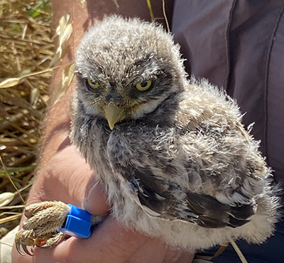 Un diagnostic faunistique avec la LPO en Camargue